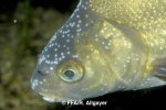 Abramis brama